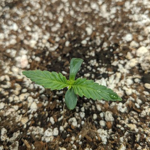 Double grape #1 growlog timeline photo