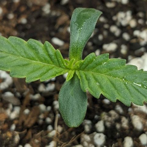 Double grape #1 growlog timeline photo