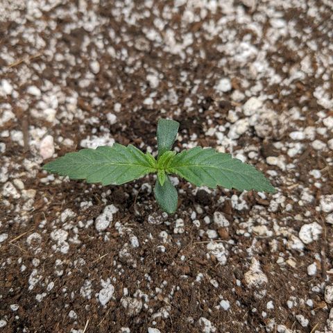 Double grape #1 growlog timeline photo