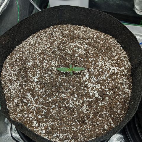 Double grape #1 growlog timeline photo