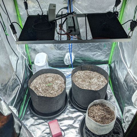 Double grape #1 growlog timeline photo