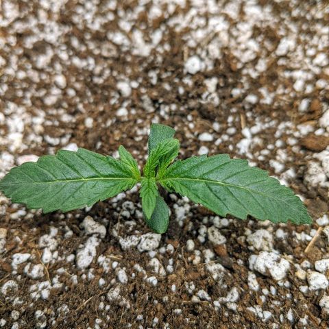 Double grape #1 growlog timeline photo