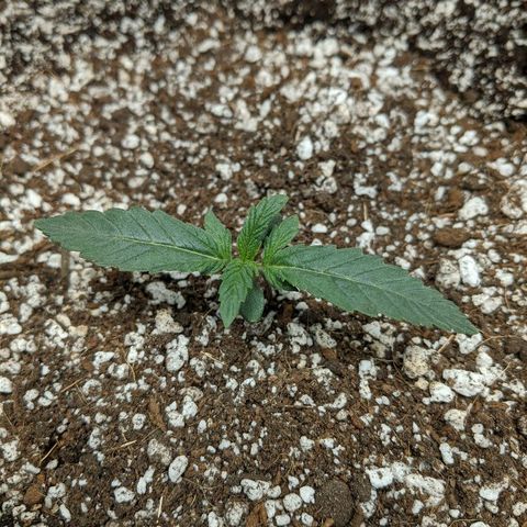 Double grape #1 growlog timeline photo