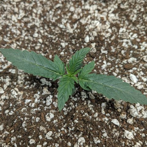 Double grape #1 growlog timeline photo