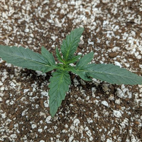 Double grape #1 growlog timeline photo