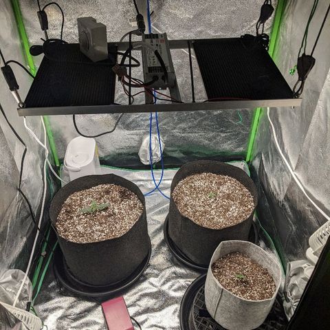Double grape #1 growlog timeline photo