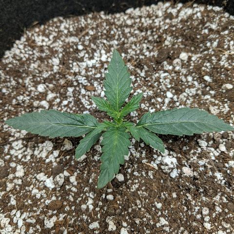 Double grape #1 growlog timeline photo