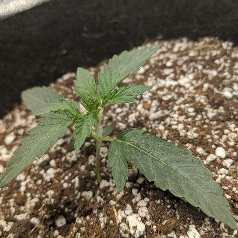 Double grape #1 growlog timeline photo