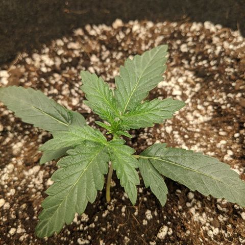 Double grape #1 growlog timeline photo
