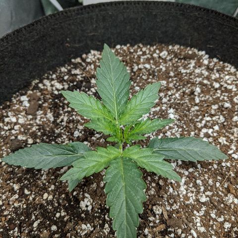 Double grape #1 growlog timeline photo