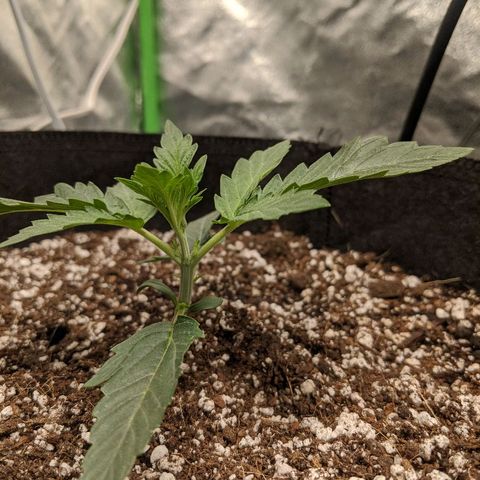 Double grape #1 growlog timeline photo