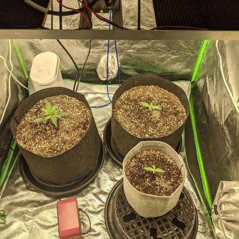 Double grape #1 growlog timeline photo