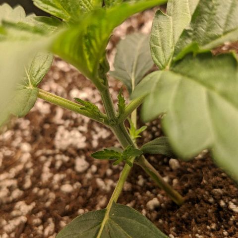Double grape #1 growlog timeline photo