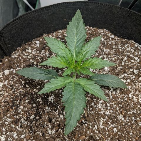 Double grape #1 growlog timeline photo