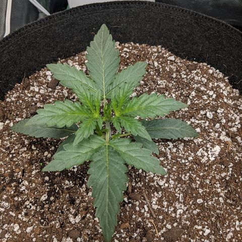 Double grape #1 growlog timeline photo