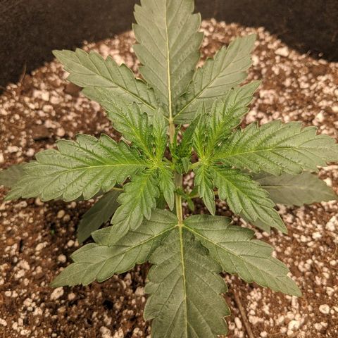 Double grape #1 growlog timeline photo