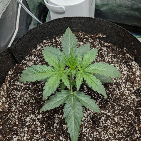 Double grape #1 growlog timeline photo