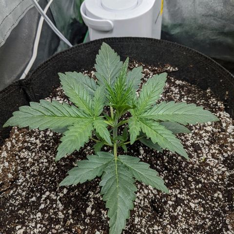 Double grape #1 growlog timeline photo
