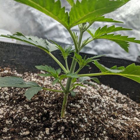 Double grape #1 growlog timeline photo