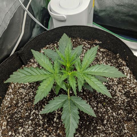 Double grape #1 growlog timeline photo