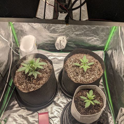 Double grape #1 growlog timeline photo