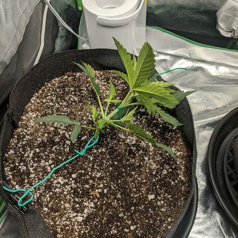 Double grape #1 growlog timeline photo