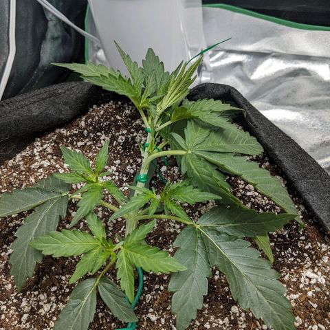Double grape #1 growlog timeline photo