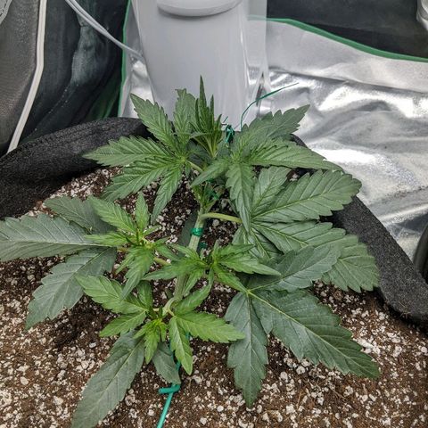 Double grape #1 growlog timeline photo
