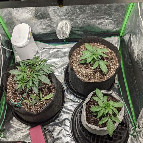 Double grape #1 growlog timeline photo