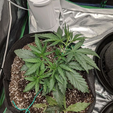 Double grape #1 growlog timeline photo