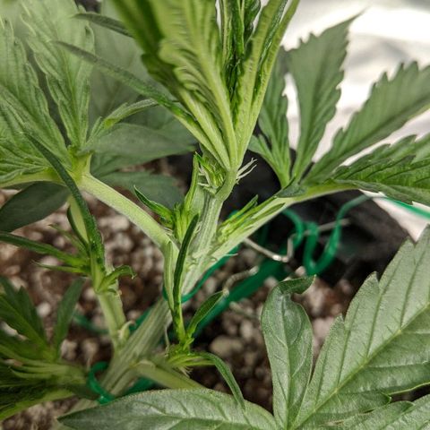 Double grape #1 growlog timeline photo