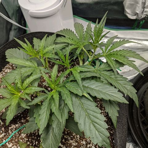 Double grape #1 growlog timeline photo