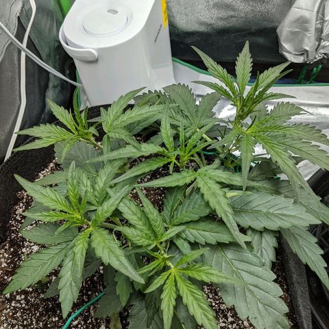 Double grape #1 growlog timeline photo