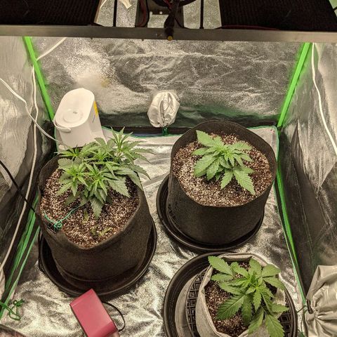 Double grape #1 growlog timeline photo