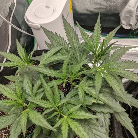 Double grape #1 growlog timeline photo
