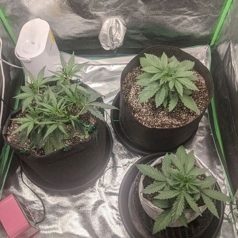 Double grape #1 growlog timeline photo