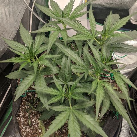 Double grape #1 growlog timeline photo