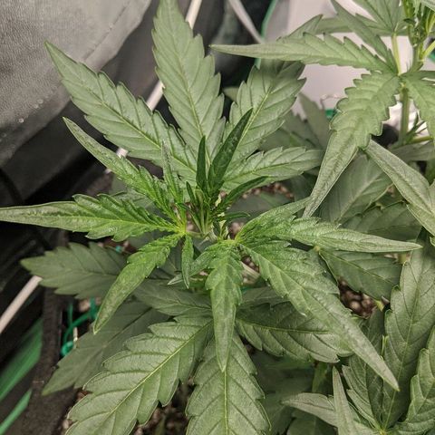 Double grape #1 growlog timeline photo