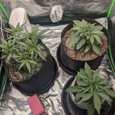 Double grape #1 growlog timeline photo