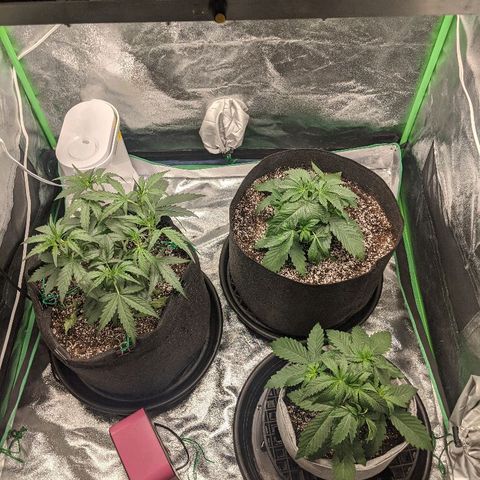 Double grape #1 growlog timeline photo