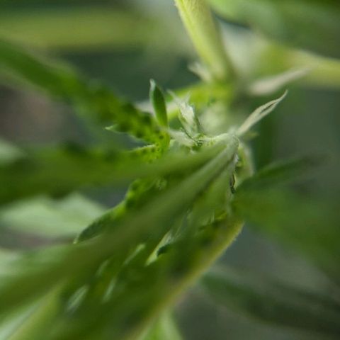 Double grape #1 growlog timeline photo