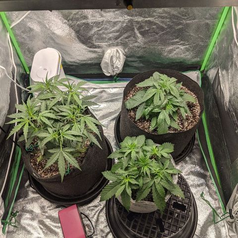Double grape #1 growlog timeline photo