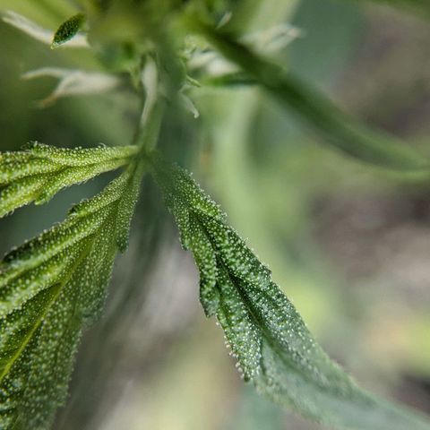Double grape #1 growlog timeline photo