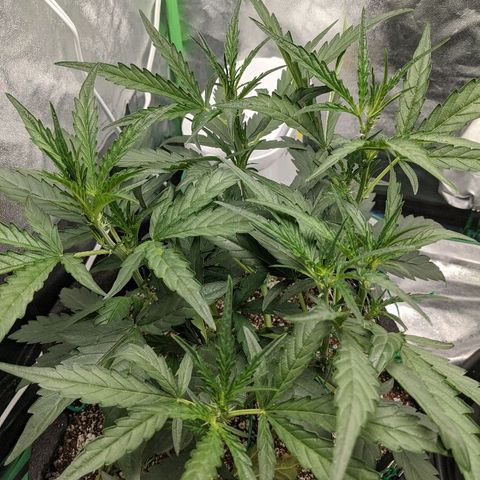 Double grape #1 growlog timeline photo