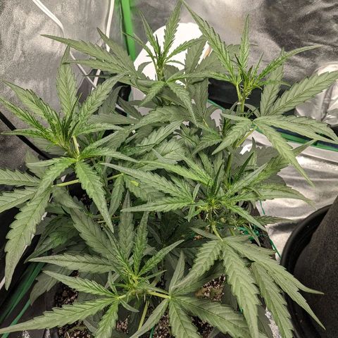 Double grape #1 growlog timeline photo