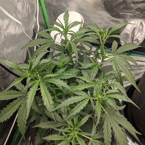 Double grape #1 growlog timeline photo