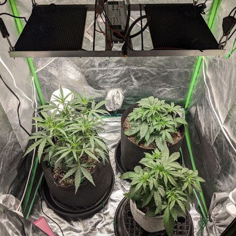 Double grape #1 growlog timeline photo