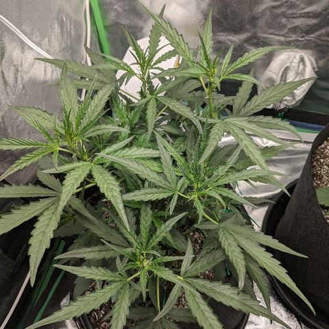 Double grape #1 growlog timeline photo