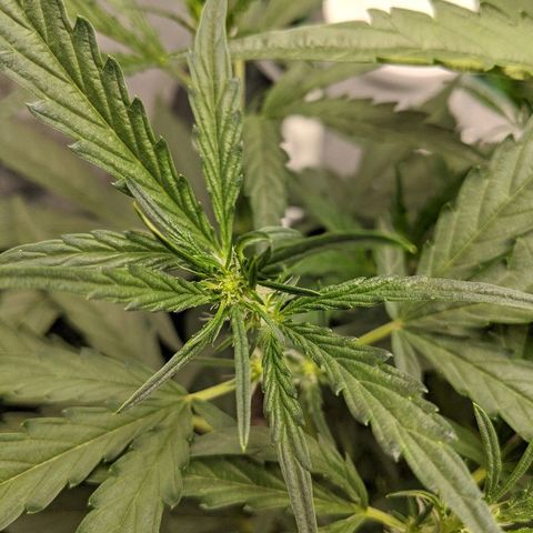 Double grape #1 growlog timeline photo