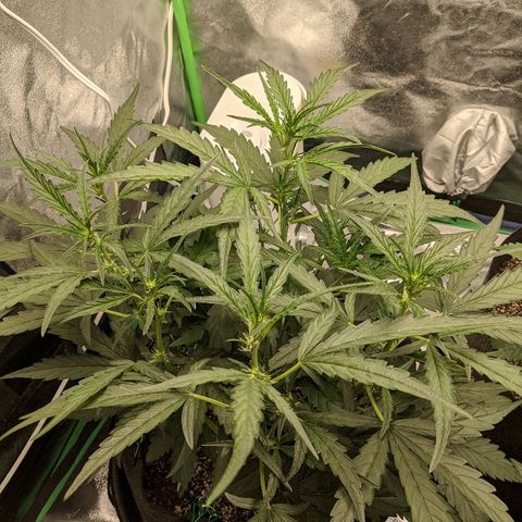 Double grape #1 growlog timeline photo